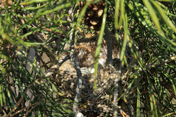 bird's nest with eggs