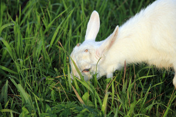 goatling on a meadow