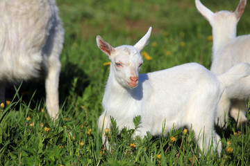Obraz premium Goat with kids on a meadow