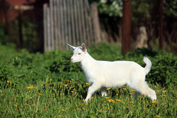 Obraz premium goatling on a meadow