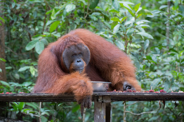 Huge fluffy orangutan lies on a wooden platform next to a metal bowl on a background of green trees (Kumai, Indonesia)