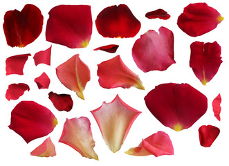 Petals with isolated white background