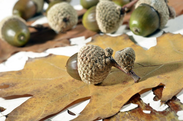 Oak acorns with autumn leaves on an old table