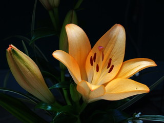 Zephyranthes lily flower. Common names for species in this genus include fairy , rainflower, zephyr , magic , Atamasco , madonna  and rain