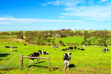 Grazing cows in rural South Australia