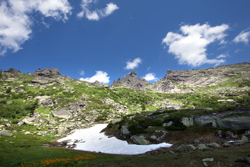 snow and flowers at the foot of mountain
