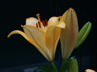 Zephyranthes lily flower. Common names for species in this genus include fairy , rainflower, zephyr , magic , Atamasco , madonna  and rain