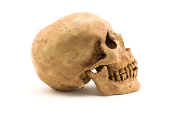 Side view of human skull isolate on white background.