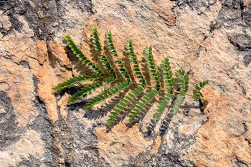 BANGKOK, THAILAND: beautiful foggy sunset ov