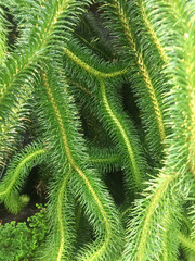 pine needles intertwined in focus