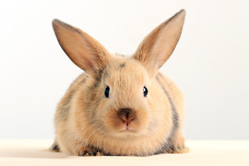 bunny rabbit