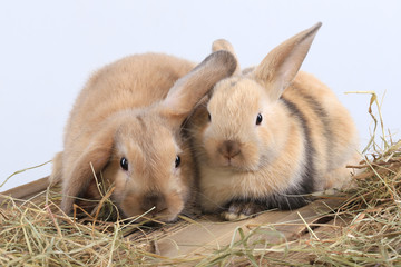 pair of rabbits