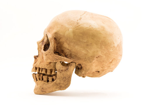 Side view of human skull isolate on white background.