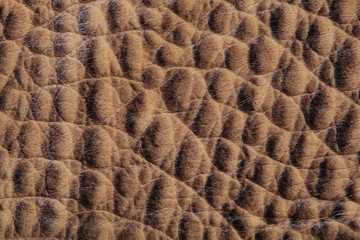 crocodile leather texture