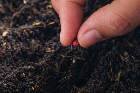 Farmer hand planting seed in soil