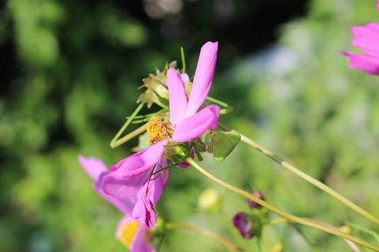 コスモスの花にしがみつくカマキリ