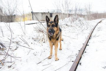 German shepherd dog is guarding an important object