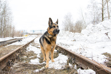 German shepherd dog is guarding an important object