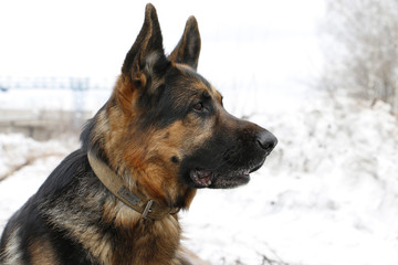 German shepherd dog is guarding an important object