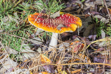 Close-up of one red mushroom among green grass in the autumn forest. Amanita muscaria, known as fly agaric or  , is a beautiful but poisonous  and psychoactive basidiomycete fungus.