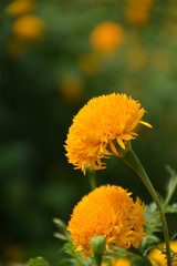 Marigold flower