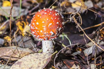 Close-up of one red mushroom among green grass in the autumn forest. Amanita muscaria, known as fly agaric or  , is a beautiful but poisonous  and psychoactive basidiomycete fungus.