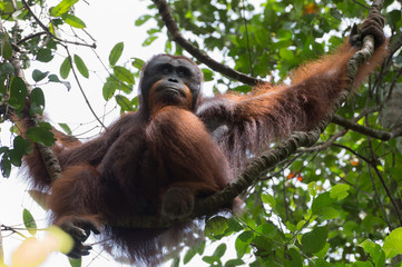 Thoughtful orangutan sits on a branch and looking away in the background of green leaves - view from below (Kumai, Indonesia)
