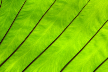 Background green leaves