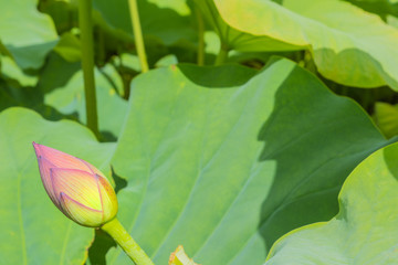 The bud of a lotus flower.Background is the lotus leaf