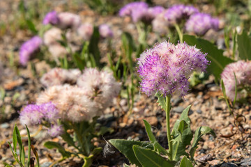 pink flower mountains closeup