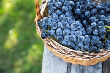 Red wine grapes. dark grapes, blue grapes, wine grapes in a bask