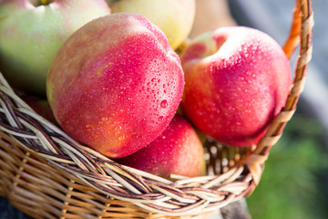 ripe apples in basket on rustic table. red autumn apples