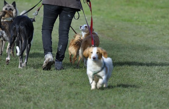 garderie et promenade des chiens