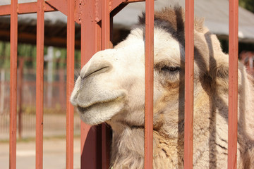 camel in the zoo through the lattice