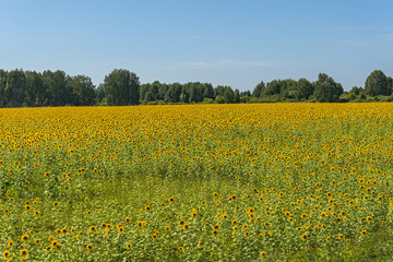 sunflowers field flowers sky