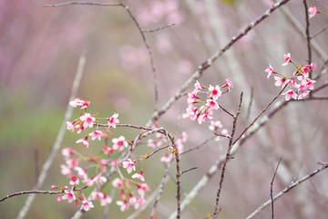 Spring Sakura Cherry Blossom , pink blossom sukura flowers
