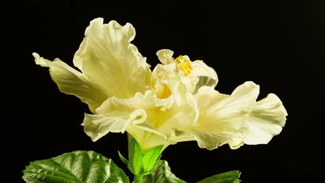 Time Lapse - Yellow Hibiscus Blooming