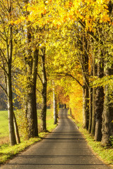 Autumn alley. Alley in autumn, gold-colored trees
