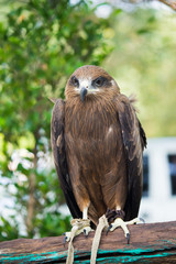 Red-tailed hawk..