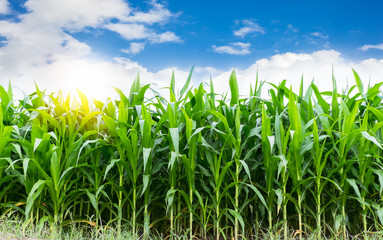corn farming