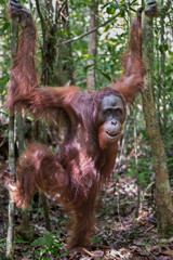 Close orangutan Pongo stands on dry leaves among the thin trees in evergreen jungle (Kumai, Indonesia)