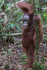 Close orangutan Pongo stands on dry leaves next to a thin tree in evergreen jungle (Kumai, Indonesia)