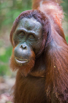 Close orangutan Pongo, looking at the camera with their brown eyes (Kumai, Indonesia)