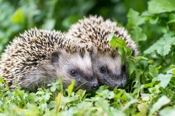 Pair of little hedgehogs are feeding on fresh green grass.