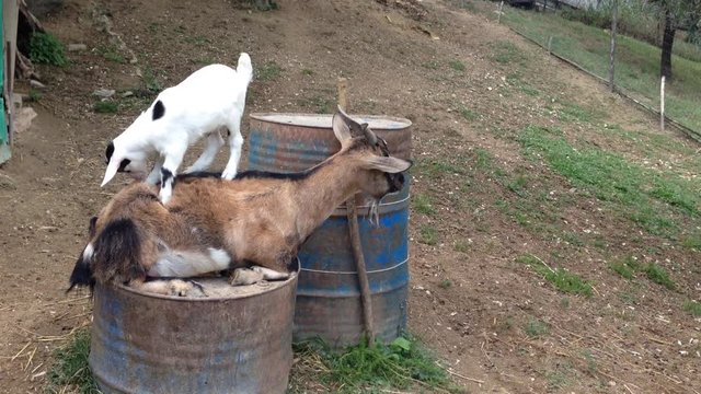 Capretta nigeriana nana salta sulla groppa della mamma