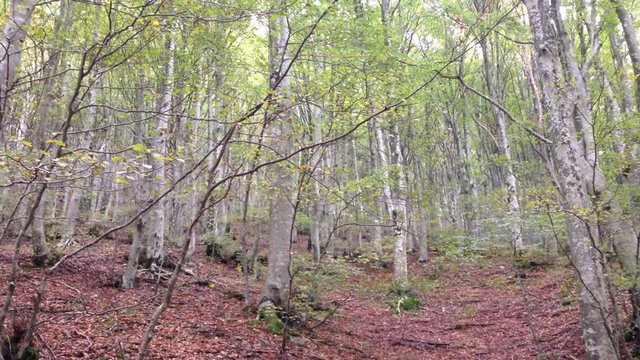 Faggeta del parco di Monte Cucco in Umbria
