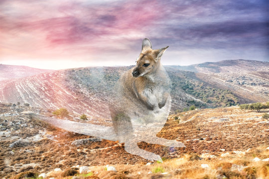 Kangaroo on landscape background