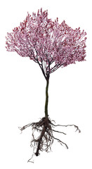 Obraz premium Blossoming pink tree with a root isolated on white