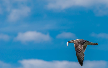 Mouette en vol avec un poisson dans son bec.