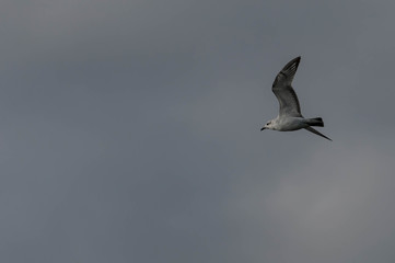 Mouette en vol